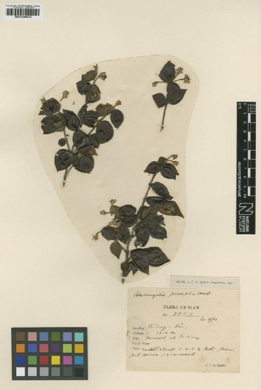 Rhodomyrtus parvifolia Craib - BM000944040