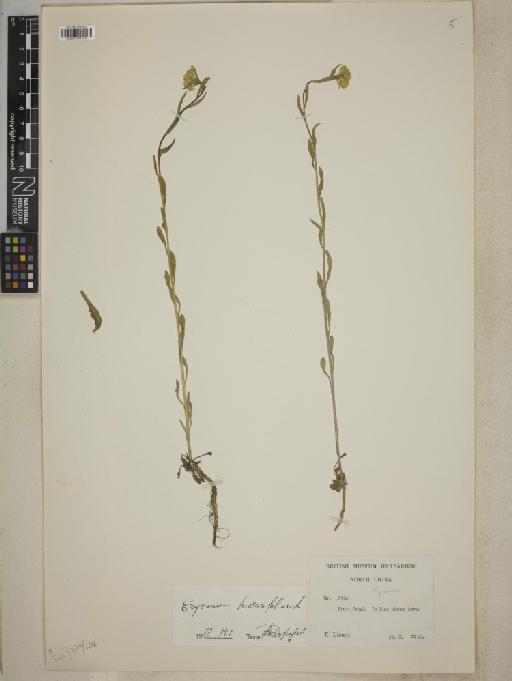 Erysimum hieracifolium L. - BM001241956