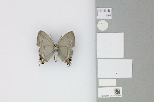 Hypolycaena phorbas purpura Tennent, 2016 - 013376668_Hypolycaena_phorbas_purpura_Tennent_2016_HT_1