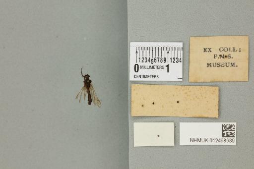 Polyplectropus javanicus Ulmer, 1905 - 012498939_reverse