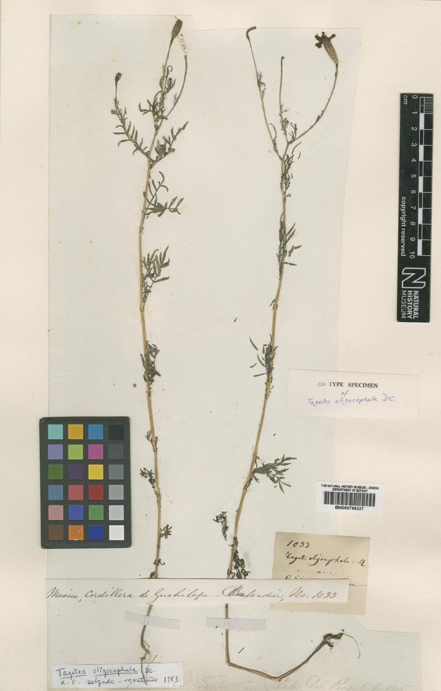 To NHMUK collection (Tagetes oligocephala DC.; Isotype; NHMUK:ecatalogue:4989255)