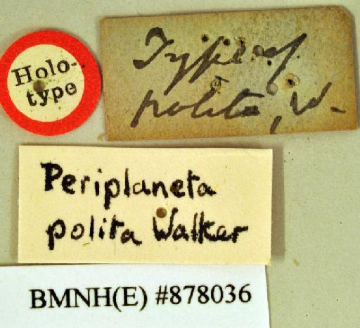 Periplaneta polita Walker, 1868 - Periplaneta polita Walker, F, 1868, unsexed, holotype, labels. Photographer: Heidi Hopkins. BMNH(E)#878036