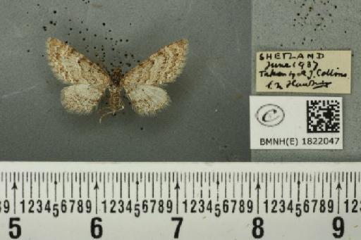 Eupithecia satyrata curzoni Gregson, 1884 - BMNHE_1822047_390323