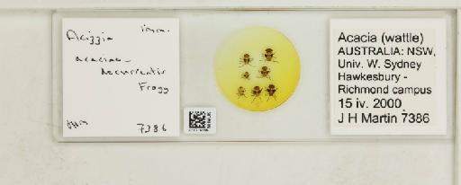 Acizzia acaciae-decurrentis Froggatt, 1901 - 010715766_117157_1145392