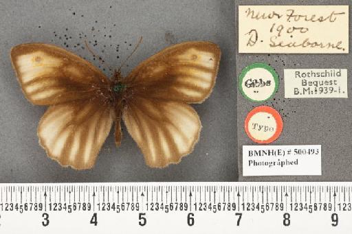 Maniola jurtina insularis ab. radiata Frohawk, 1938 - BMNHE_500493_39716