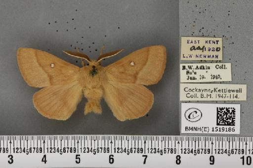 Lasiocampa trifolii flava Chalmers-Hunt, 1962 - BMNHE_1519186_192535