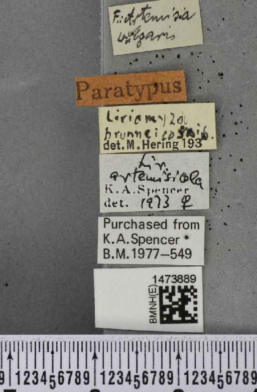 Liriomyza artemisicola De Meijere, 1924 - BMNHE_1473889_a_label_49022