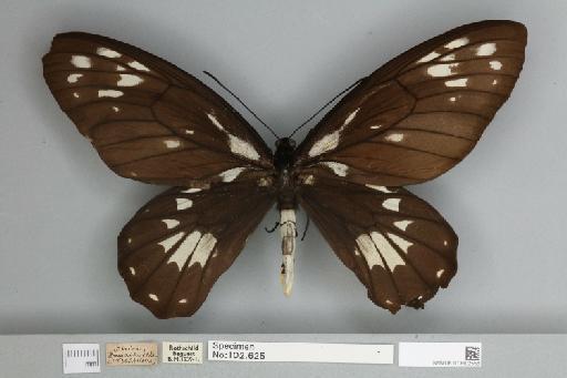 Ornithoptera victoriae regis Rothschild, 1895 - 013602556__