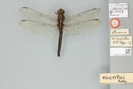 Orthetrum nicevillei Kirby, 1894 - 013322534_dorsal