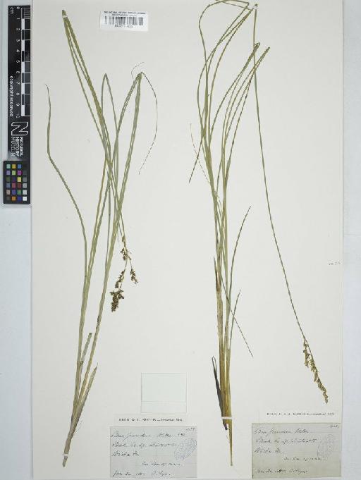 Carex appropinquata Schumach. - BM001111553 carex
