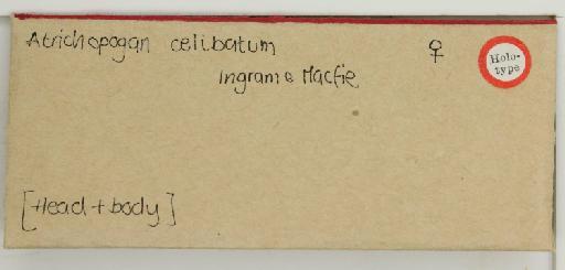 Atrichopogon celibatus Ingram & Macfie, 1923 - 014785919_additional