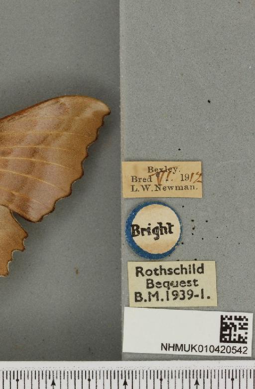 Laothoe populi ab. fuchsi Bartel, 1900 - NHMUK_010420542_label_526652