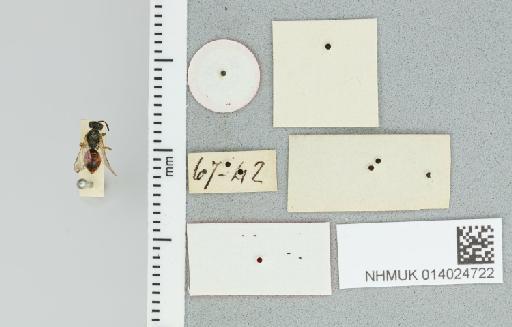 Homalictus punctatus (Smith, F., 1879) - 014024722_additional