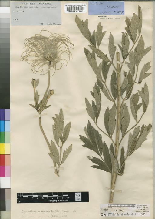 Clematopsis scabiosifolia (DC.) Hutch. - BM000559528