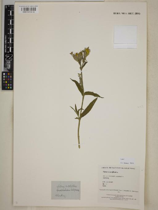 Silene noctiflora L. - BM013414706