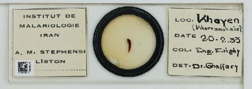 Anopheles (Cellia) stephensi Liston, 1901 - 012813511_Dorsal_Labels
