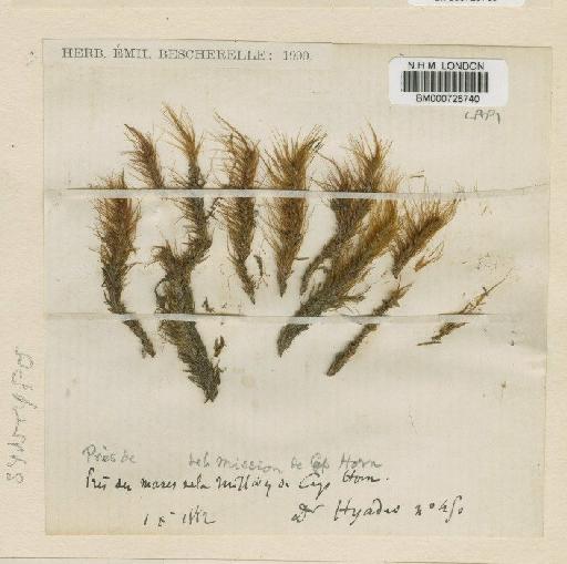 Dicranoloma australe (Besch.) Paris - BM000728740