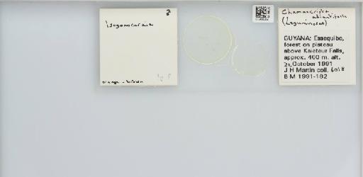 Isogonoceraia Tuthill, 1964 - 013483052_117198_1146272_157715_NonType_result