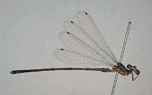 Elattoneura nigerrima (Laidlaw, 1917) - BMNHE_1201778-Elattoneura_nigerrima-specimen-lateral_habitus