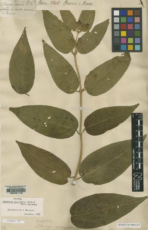 Aegiphila cordifolia (Ruiz & Pav.) Moldenke - BM000611165