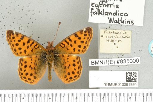 Yramea cytheris cytheris (Drury, 1773) - NHMUK010361994_Yramea_cytheris_ cytheris_ (Drury, 1773)_PLT_upperside