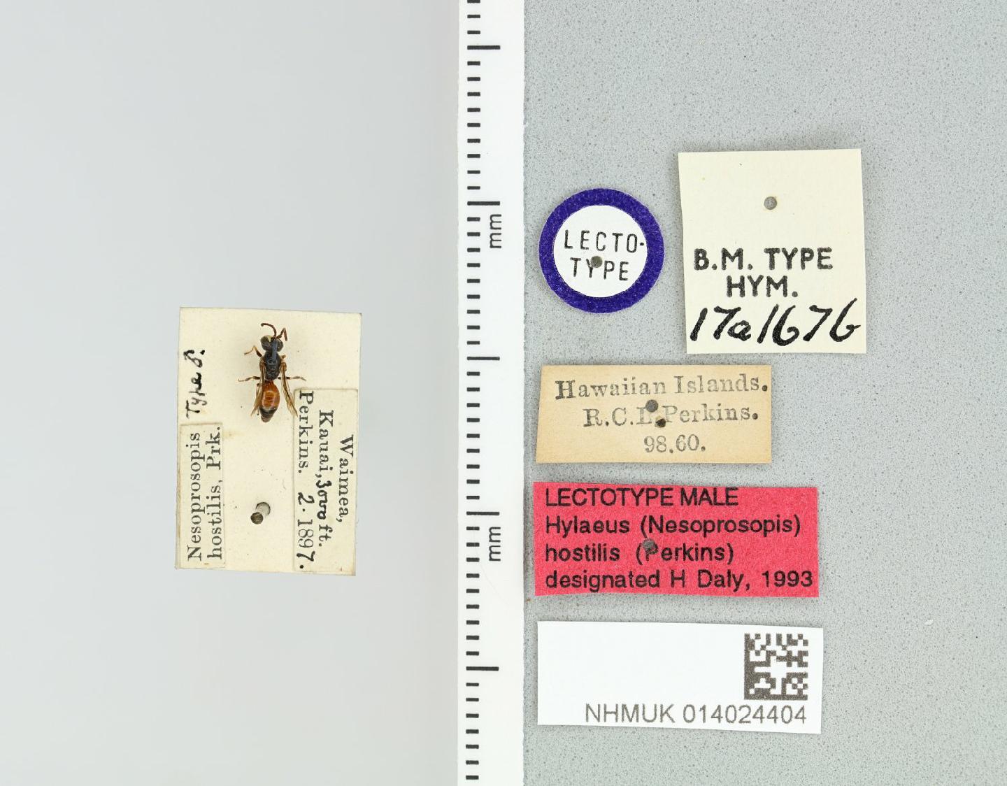 Hylaeus hostilis