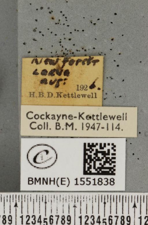 Drymonia dodonaea ab. intermedia Schawerda, 1916 - BMNHE_1551838_label_243032