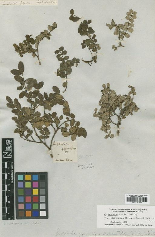 Euphorbia deppeana Boiss. - BM001014900