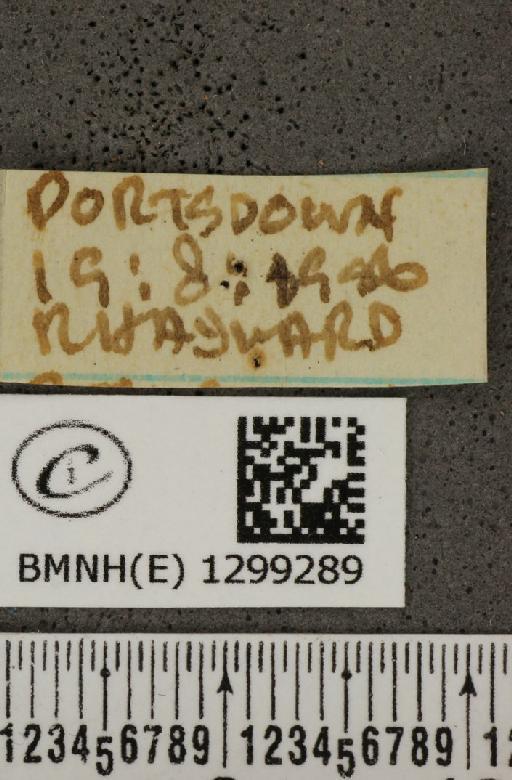 Polyommatus icarus icarus (Rottemburg, 1775) - BMNHE_1299289_label_150019