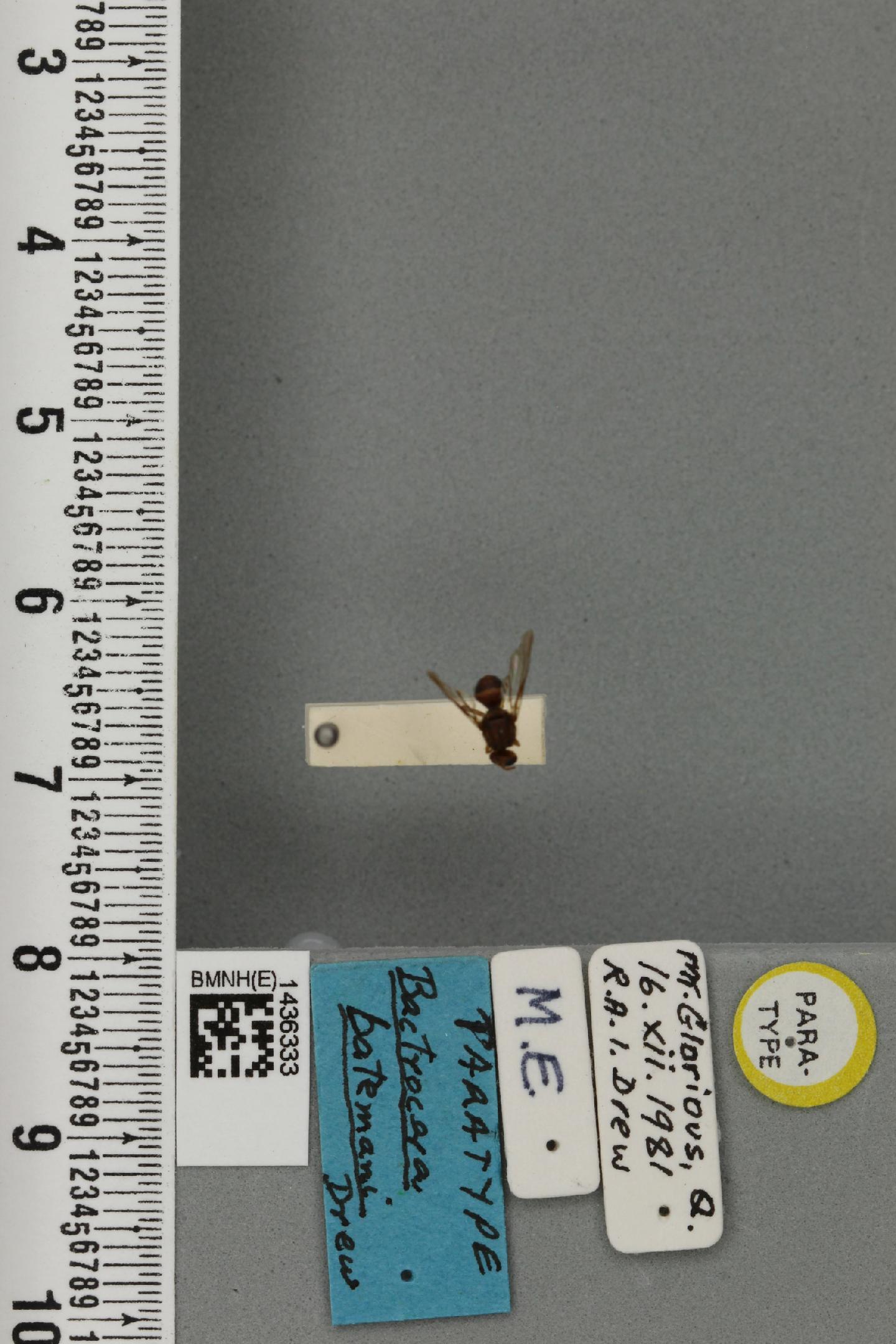 Bactrocera batemani