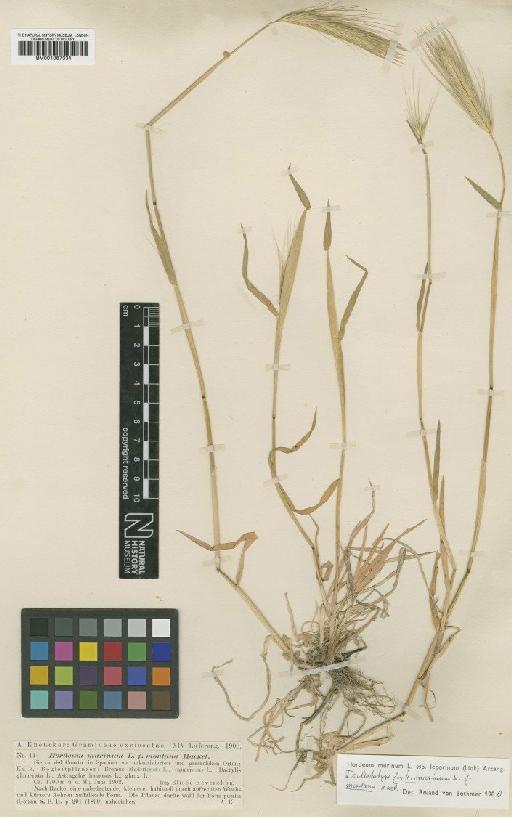 Hordeum murinum subsp. leporinum (Link) Arcang. - BM001067334