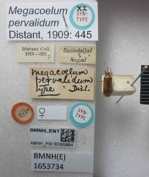 Megacoelum pervalidum Distant, 1909 - Megacoelum pervalidum-BMNH(E)1653734-Syntype female dorsal & labels