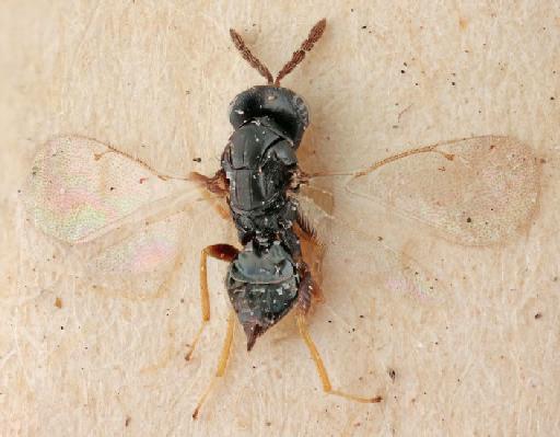 Tetrastichus brachyopae Graham, 1991 - Tetrastichus brachyopae 010370203 HT 5.3628 F dorsal 2