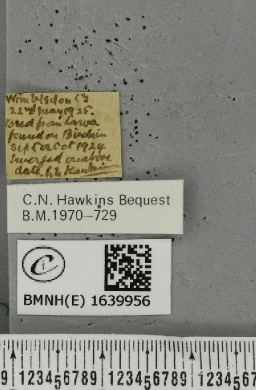 Notodonta dromedarius (Linnaeus, 1758) - BMNHE_1639956_label_207804