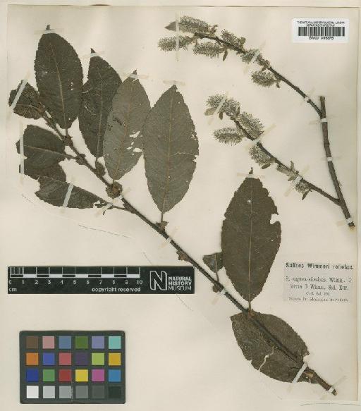 Salix silesiaca Willd. - BM001066876