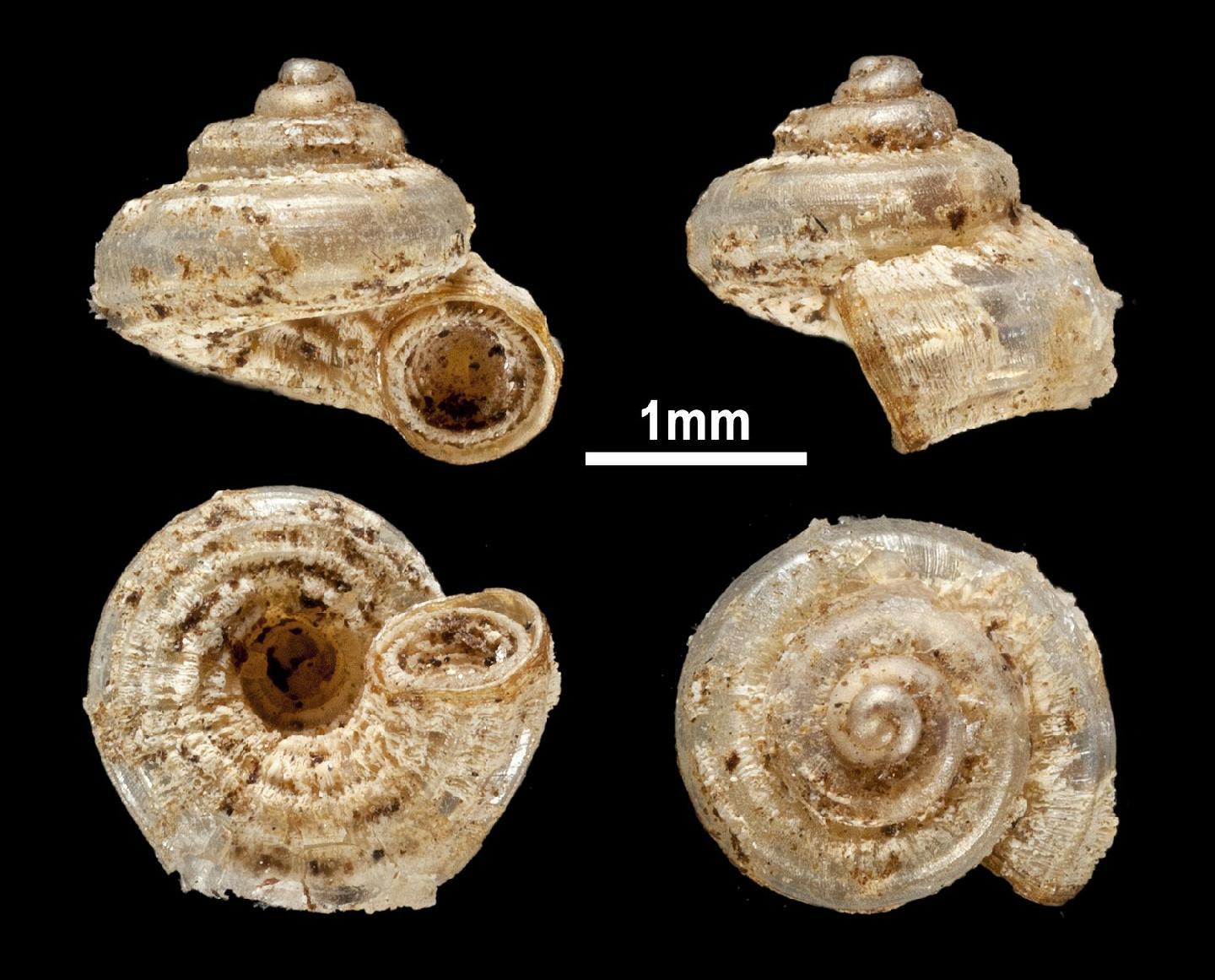 To NHMUK collection (Cyathopoma artatum Sykes, 1897; SYNTYPE(S); NHMUK:ecatalogue:2451104)