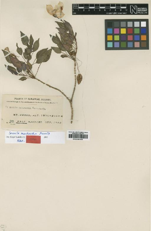 Sonerila macrantha Merr. - BM000884960