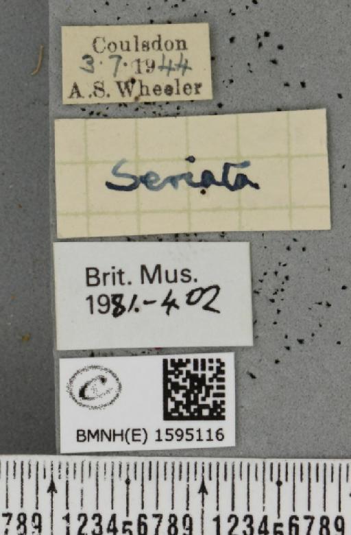 Idaea seriata (Schrank, 1802) - BMNHE_1595116_a_label_262452
