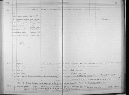 Lysidice collaris Grube, 1870 - Zoology Accessions Register: Annelida: 1936 - 1970: page 237