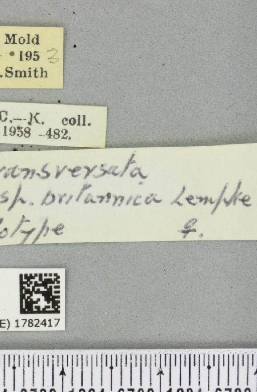 Philereme transversata britannica (Lempke, 1968) - BMNHE_1782417_label_365783