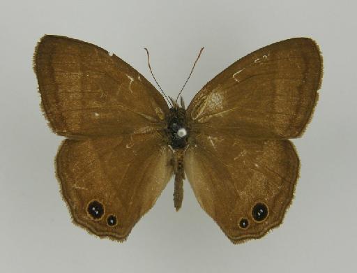 Euptychia variabilis Butler, 1867 - BMNH(E)_ 1204758_Yphthimoides_(Euptychia)_manasses_variabilis_Butler_T_male (2)