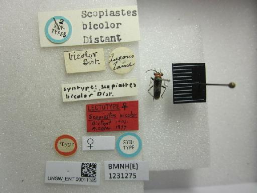 Scopiastes bicolor Distant, 1901 - Scopiastes bicolor-BMNH(E)1231275-Lectotype female dorsal & labels 1