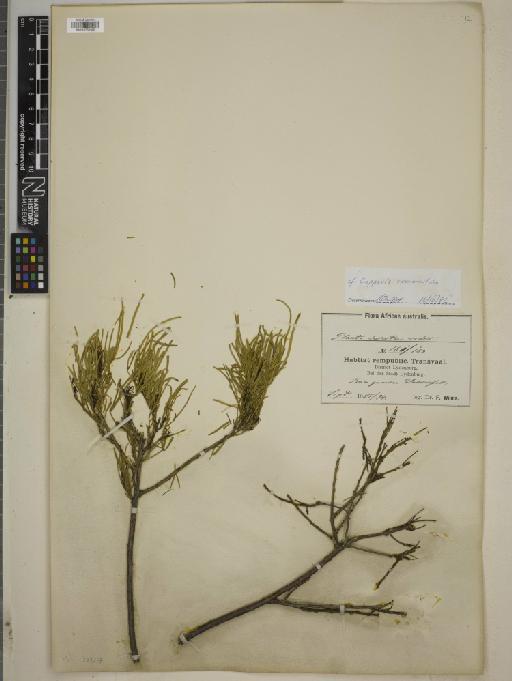 Capparis rosmarinifolia - BM010755162