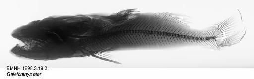 Galeichthys ater Castelnau, 1861 - BMNH 1898.3.19.2, Galeichthys ater, Radiograph