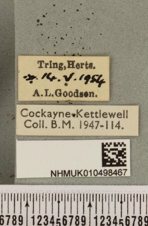 Colocasia coryli ab. melanotica Haverkampf, 1906 - NHMUK_010498467_label_556320