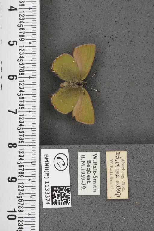 Callophrys rubi ab. brunnea Tutt, 1896 - BMNHE_1133374_97416