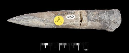 Acrocoelites (Odontobelus) subtricissus Kolb - PI CC  894 - belemnite