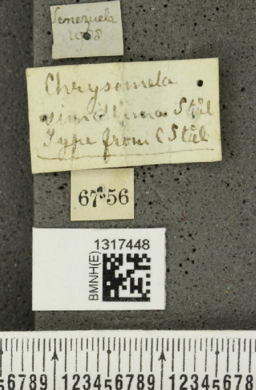 Calligrapha (Polyspila) diversa (Stål, 1859) - BMNHE_1317448_label_16677
