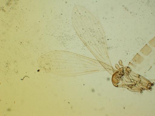 Lutzomyia (Coromyia) isovespertilionis Fairchild & Hertig, 1958 - Lutzomyia_isovespertilionis-BMNHH(E)1721986_PT-male_wings-2x.tif