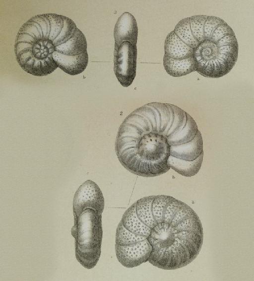 Anomalina ammonoides (Reuss 1845) - ZF1079_94_2_Anomalinoides_colligerus.jpg